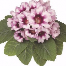 Глоксиния Аванти F1 Лайт Виолет виз Дак Троат  [100 драже] - ООО «Семена Тут»