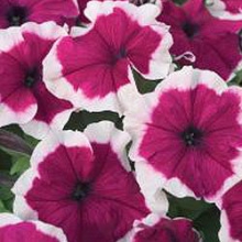 Петуния грандифлора Хулахуп Бургунди [1000 драже]* - ООО «Семена Тут»
