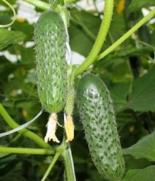 Огурец СВ 3506 ЦВ F1 - ООО «Семена Тут»