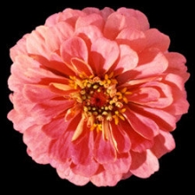 Цинния Мастер Пинк [100 шт] - ООО «Семена Тут»