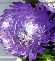 Астра пионовидная Дюшес блю энд вайт - ООО «Семена Тут»