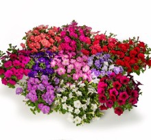 Петуния миллифлора Флэш Форвард Микс [50 драже] - ООО «Семена Тут»