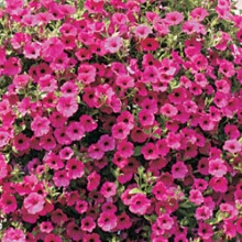 Петуния ампельная F1 Парпл Вельвет [250 драже] - ООО «Семена Тут»