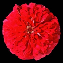 Цинния Мастер Черри Роуз [100 шт] - ООО «Семена Тут»