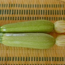 Кабачок Ирина F1 - ООО «Семена Тут»