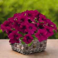 Петуния грандифлора Саксесс 360° Парпл [50 драже] - ООО «Семена Тут»