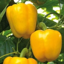 Перец Катриона F1 - ООО «Семена Тут»