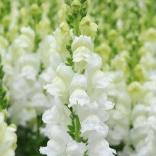 Львиный зев Потомак (группа 3,4) Вайт [1000 шт] - ООО «Семена Тут»