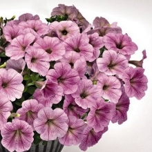 Петуния ампельная Саксесс Сильвер Вейн [50 драже] - ООО «Семена Тут»
