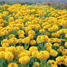 img-1: Рудбекия Майя [100 драже] - ООО «Семена Тут»