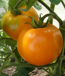 Томат Хурма - ООО «Семена Тут»