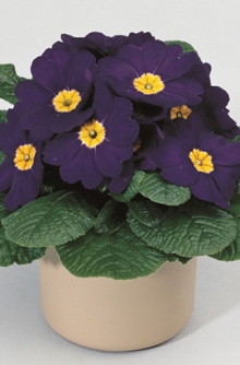 img-1: Примула Орион Блю [250 шт] - ООО «Семена Тут»