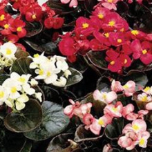 Бегония вечноцветущая Сенатор Ай Кью Микс [1000 драже] - ООО «Семена Тут»