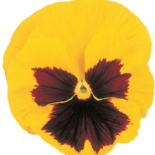 Виола крупноцветковая Пауэр Еллоу виз Блотч [100 шт] - ООО «Семена Тут»