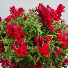 Львиный зев ампельный Кенди Шауэрс Ред [100 м/драже] - ООО «Семена Тут»