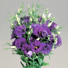 Эустома Супер Мэджик Дип Блю  [100 шт] - ООО «Семена Тут»