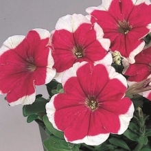 Петуния мультифлора Мерлин Роуз Пикоти [100 драже] - ООО «Семена Тут»