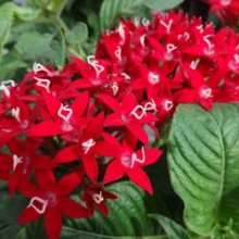 Пентас Граффити ред Вельвет [100 драже] - ООО «Семена Тут»