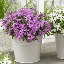 Смолевка Силки F1 Пинк [100 шт] - ООО «Семена Тут»