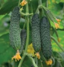 Огурец Экспресс F1 (инкруст. семена) - ООО «Семена Тут»