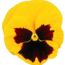 Виола крупноцветковая Матрикс Еллоу Блотч [100 шт] - ООО «Семена Тут»