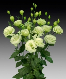 Эустома Супер Мэджик  Лайт Грин [100 шт] - ООО «Семена Тут»