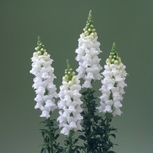 img-1: Львиный зев Ледженд Вайт [1000 шт] - ООО «Семена Тут»