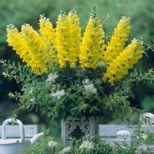 img-1: Львиный зев Ледженд Еллоу [1000 шт] - ООО «Семена Тут»