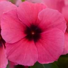 Катарантус Тату Распберри [250 шт] - ООО «Семена Тут»