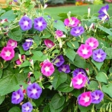 Ипомея пурпурная Смесь - ООО «Семена Тут»