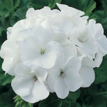 Пеларгония зональная Маверик Вайт [1000 шт] - ООО «Семена Тут»