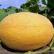 Дыня Дюна (инкруст. семена) - ООО «Семена Тут»