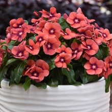 Катарантус Тату Танжерин [500 шт] - ООО «Семена Тут»