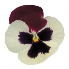 Виола крупноцветковая Пауэр Патрисия [100 шт] - ООО «Семена Тут»