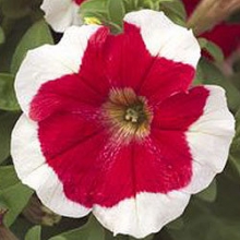 Петуния грандифлора Хулахуп Ред  [5000 драже] - ООО «Семена Тут»