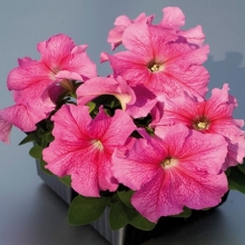 Петуния грандифлора Лимбо Джи Пи Роуз Вейнед [100 драже] - ООО «Семена Тут»