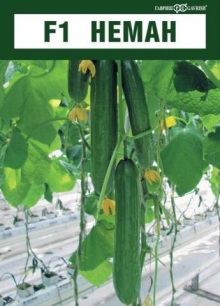 img-1: Огурец Неман F1 - ООО «Семена Тут»