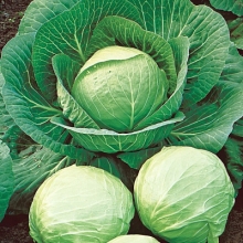 Капуста белокочанная Рамада F1 - ООО «Семена Тут»