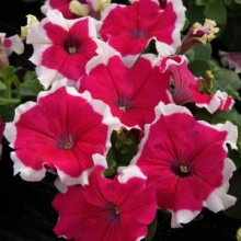 Петуния грандифлора Лимбо Джи Пи Роуз Пикоти [100 драже] - ООО «Семена Тут»