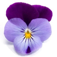 Виола рогатая Флорал Пауэр F1 Лилак Пурпл Винг [1000 шт] - ООО «Семена Тут»