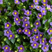 img-1: Экзакум Принцесса Дип Блю [500 драже] - ООО «Семена Тут»