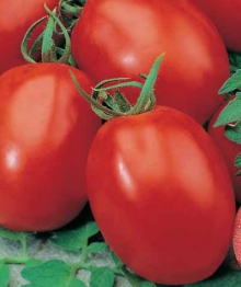 Томат Аделина - ООО «Семена Тут»