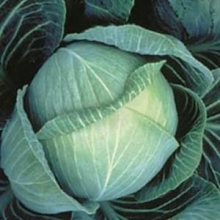 Капуста белокочанная Галакси F1 - ООО «Семена Тут»
