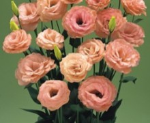 Эустома Арена 3 Эприкот [100 драже] - ООО «Семена Тут»