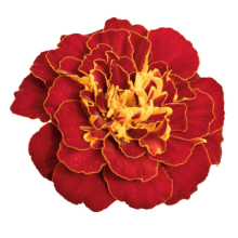 Бархатцы отклоненные Сафари Ред [1000 шт] - ООО «Семена Тут»