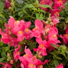 Львиный зев ампельный Кенди Шауэрс Роуз [1000 шт] - ООО «Семена Тут»