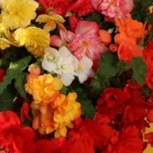 Бегония ампельная Шансон Смесь [50 драже] - ООО «Семена Тут»