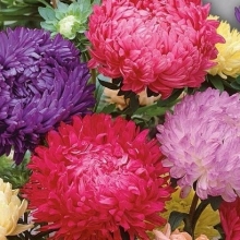 Астра Фламир Смесь окрасок - ООО «Семена Тут»