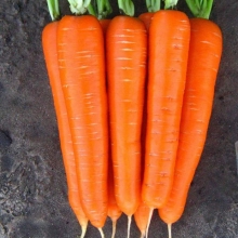 Морковь Саманта F1 - ООО «Семена Тут»