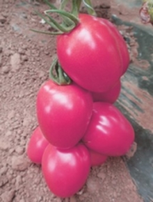 img-1: Томат Новичок розовый - ООО «Семена Тут»